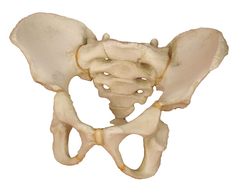 Pelvis of a 5 year old child