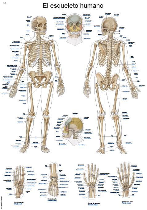 Lehrtafel "El esqueleto humano", 50x70cm