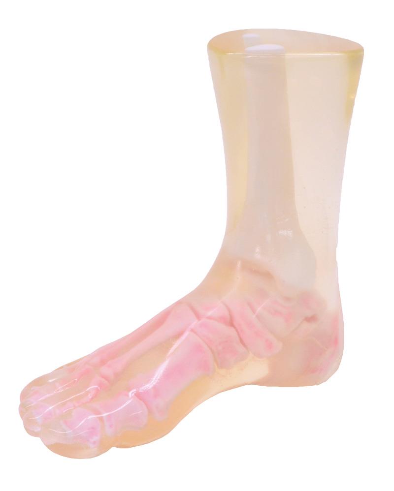 Sectional X-ray phantom with artificial bones - Right foot, transparent