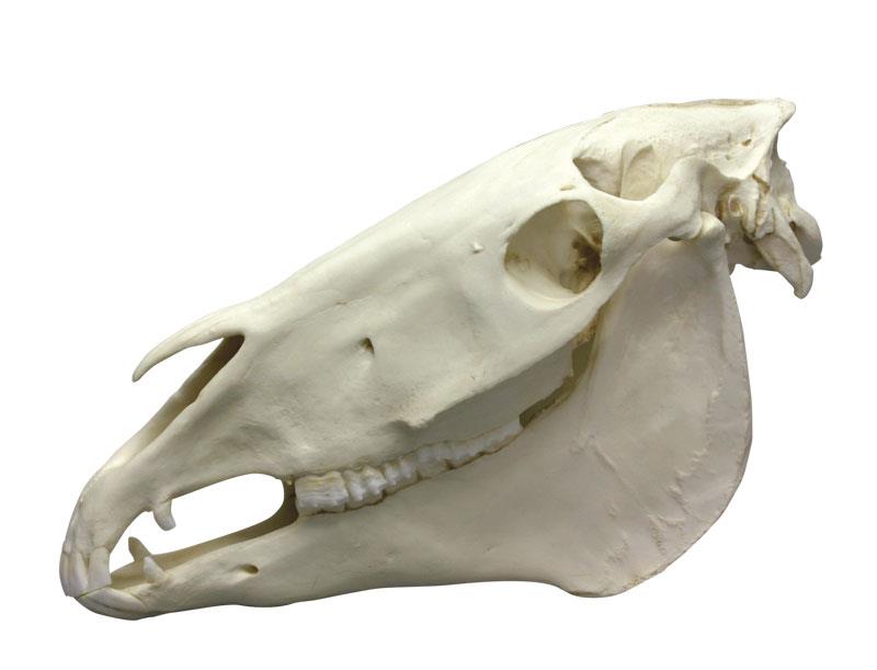 Horse Skull