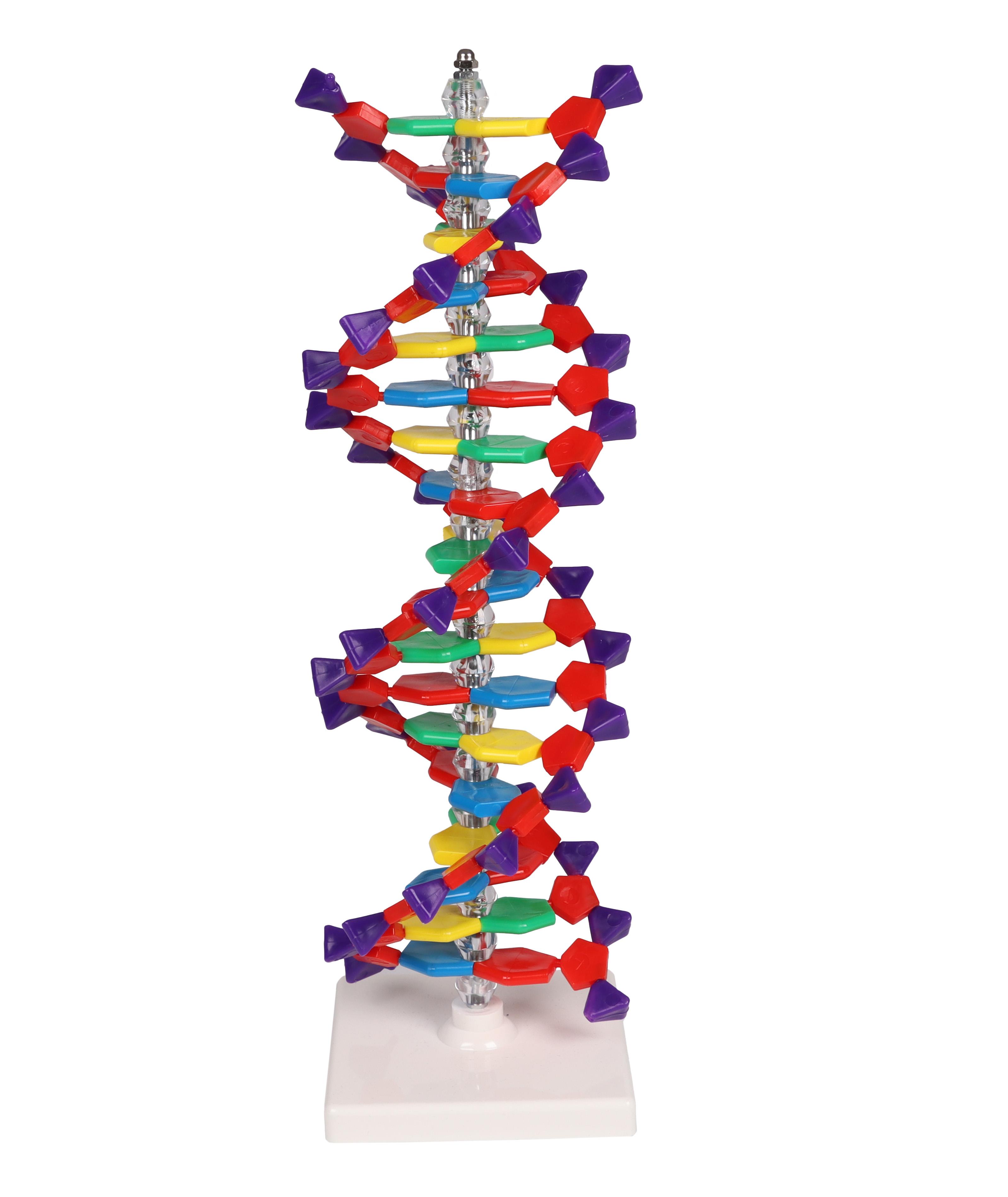 Double-hélice-d-ADN