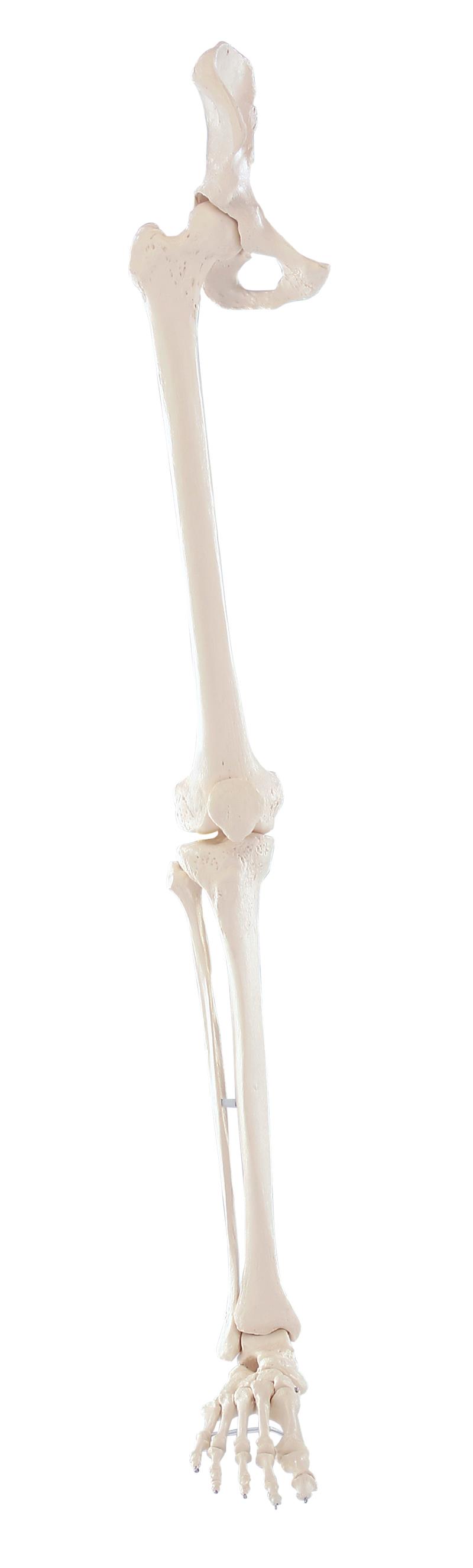 Skeleton of leg with half pelvis and flexible foot