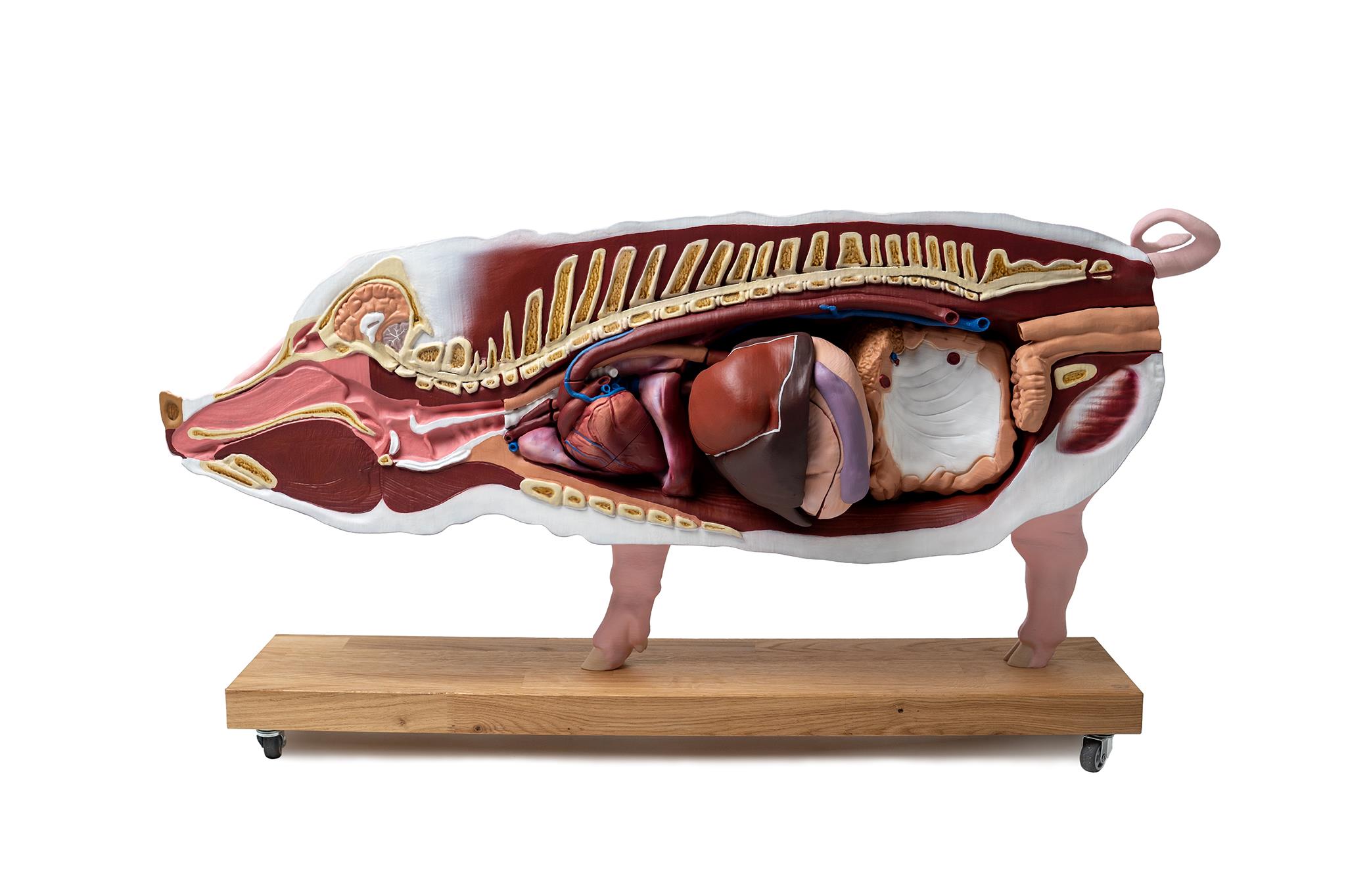 Didactical Pig Model, 20 parts, 1/2 life size