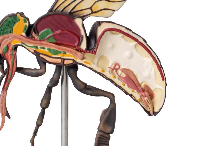 Modell-der-Arbeiterbiene-25-fach-vergrößert-3-Teile-A-mellisica-2