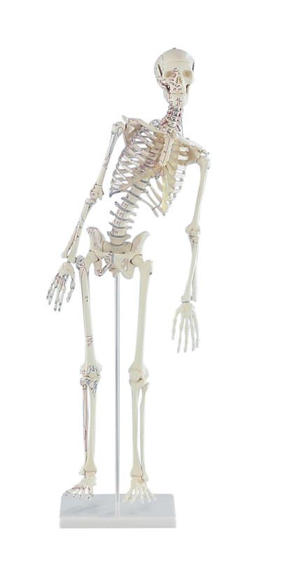 Squelette miniature „Fred“ avec colonne vertébrale mobile & muscles