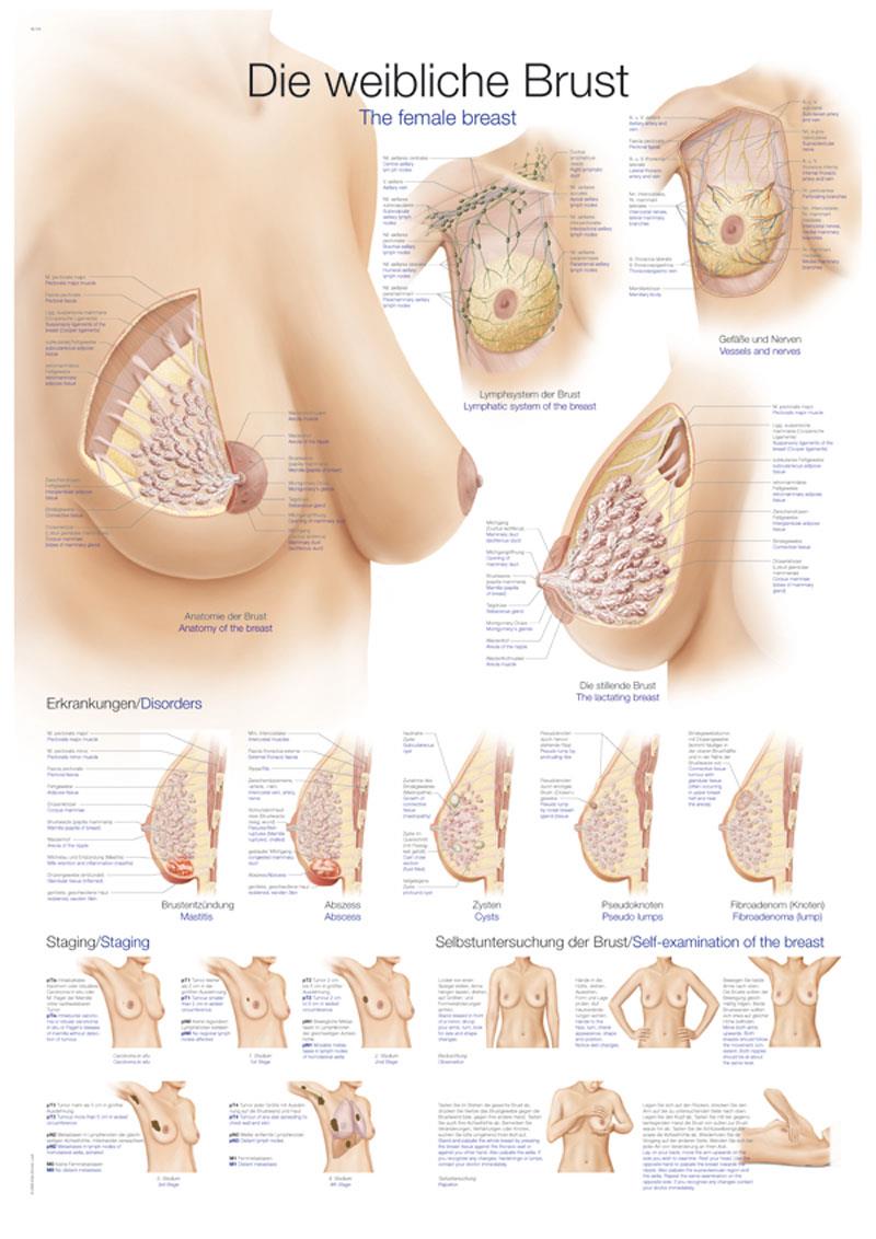 Lehrtafel "Die weibliche Brust", 50x70cm