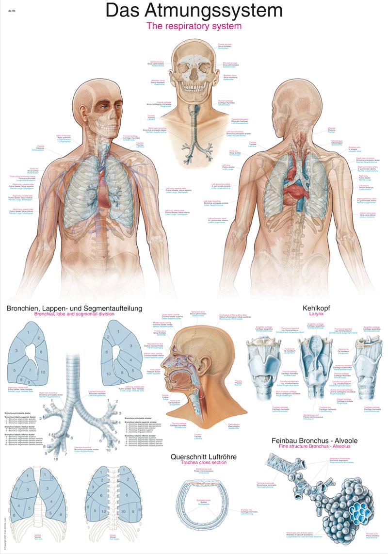 Chart The respiratory system, 50x70cm