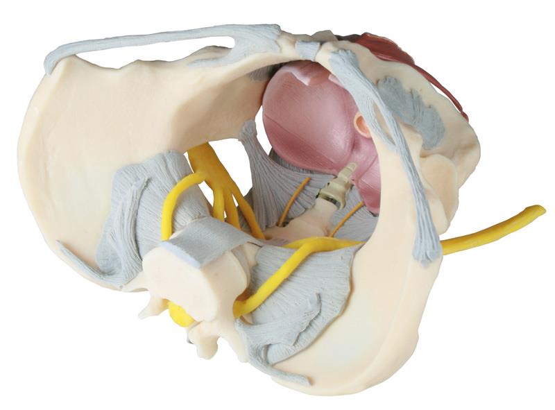 Female pelvis with Ligaments, Nerves and Pelvic Floor
