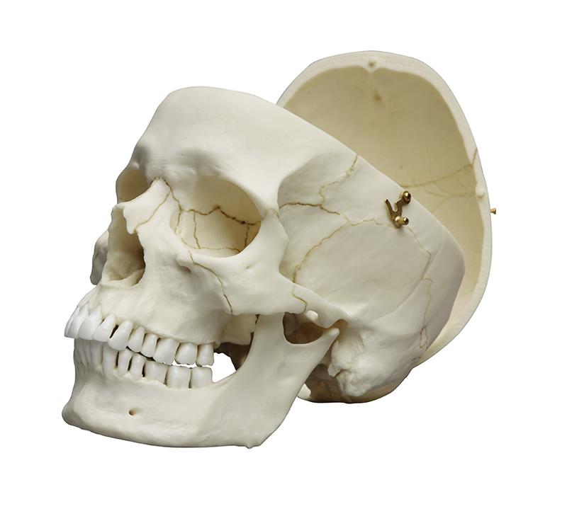 Crâne, adult, masculin