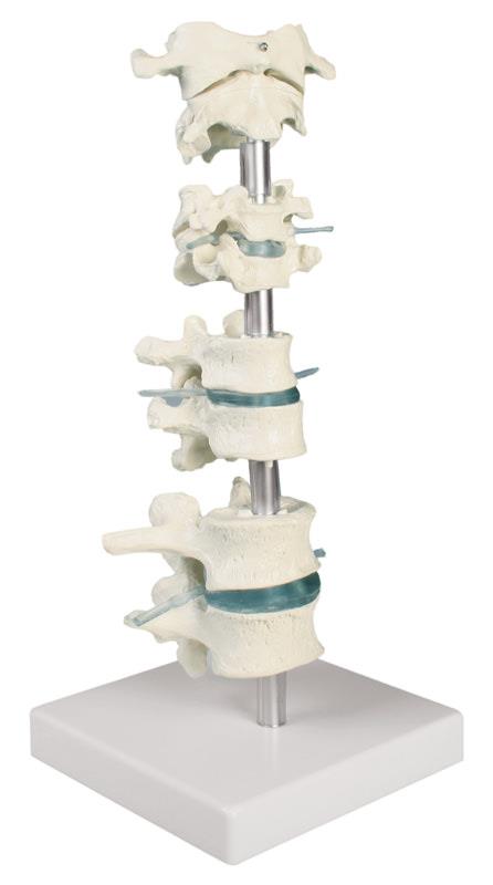 Vertebra collection, 8 vertebrae with stand