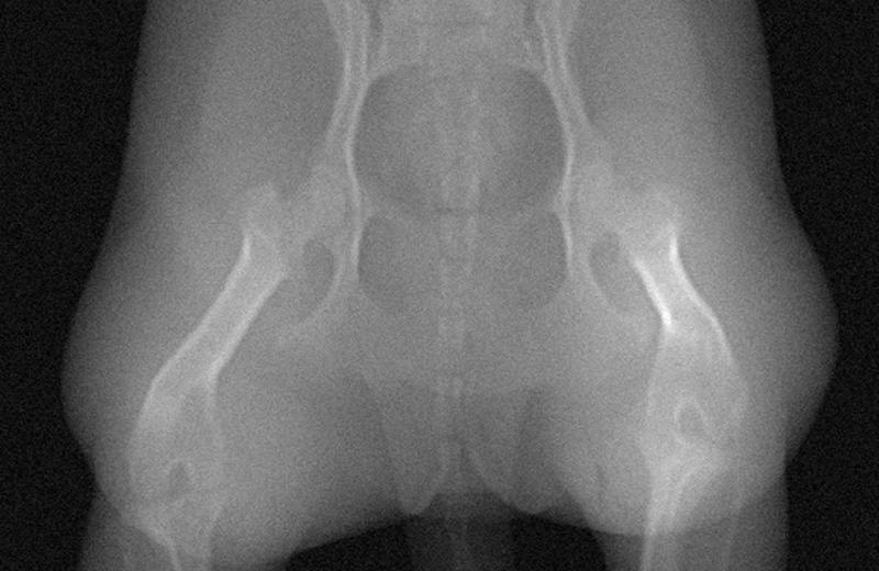 Dog-pelvis-phantom-for-CT-and-x-ray-1