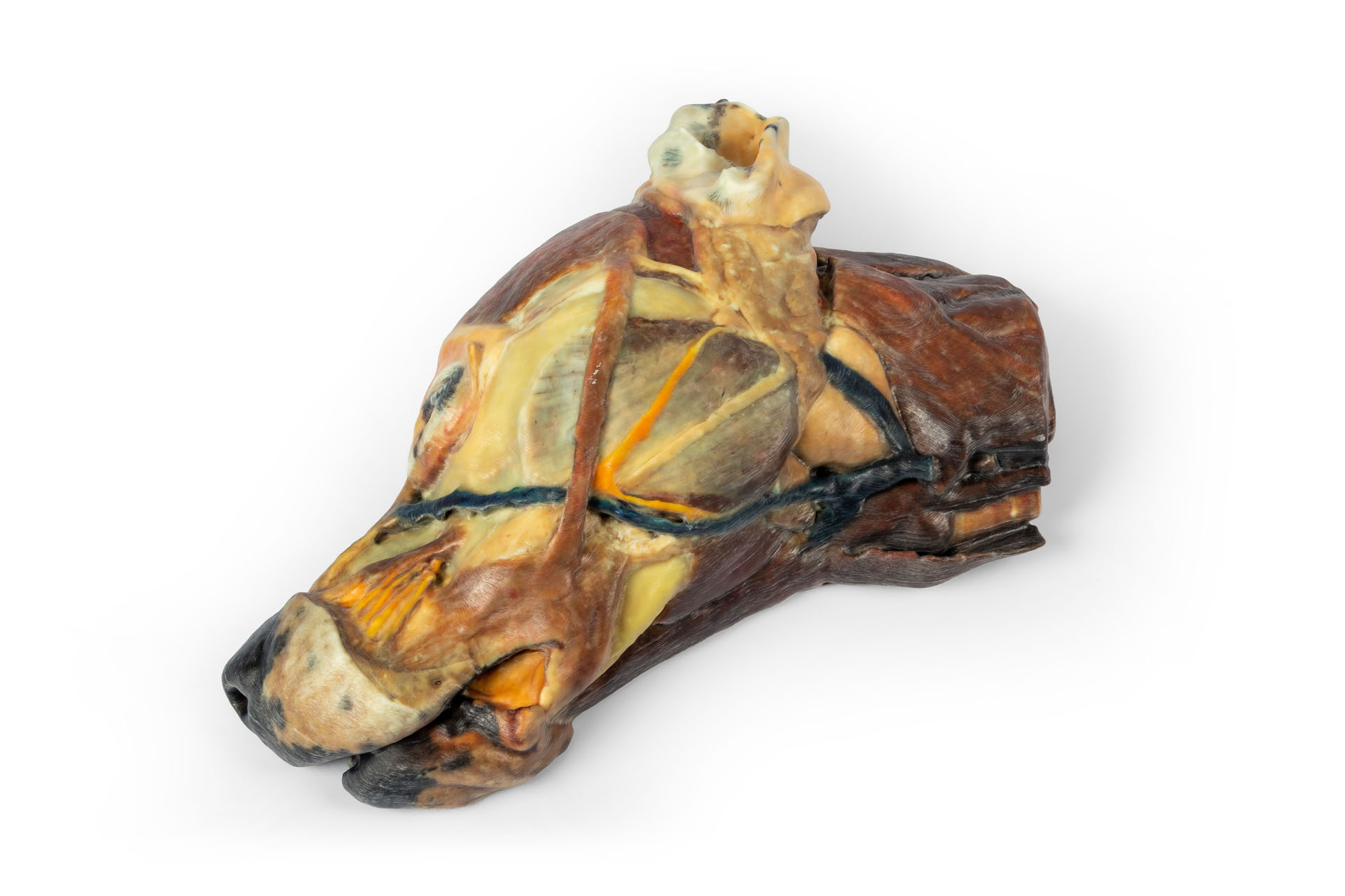 Canine half head – sagittal section