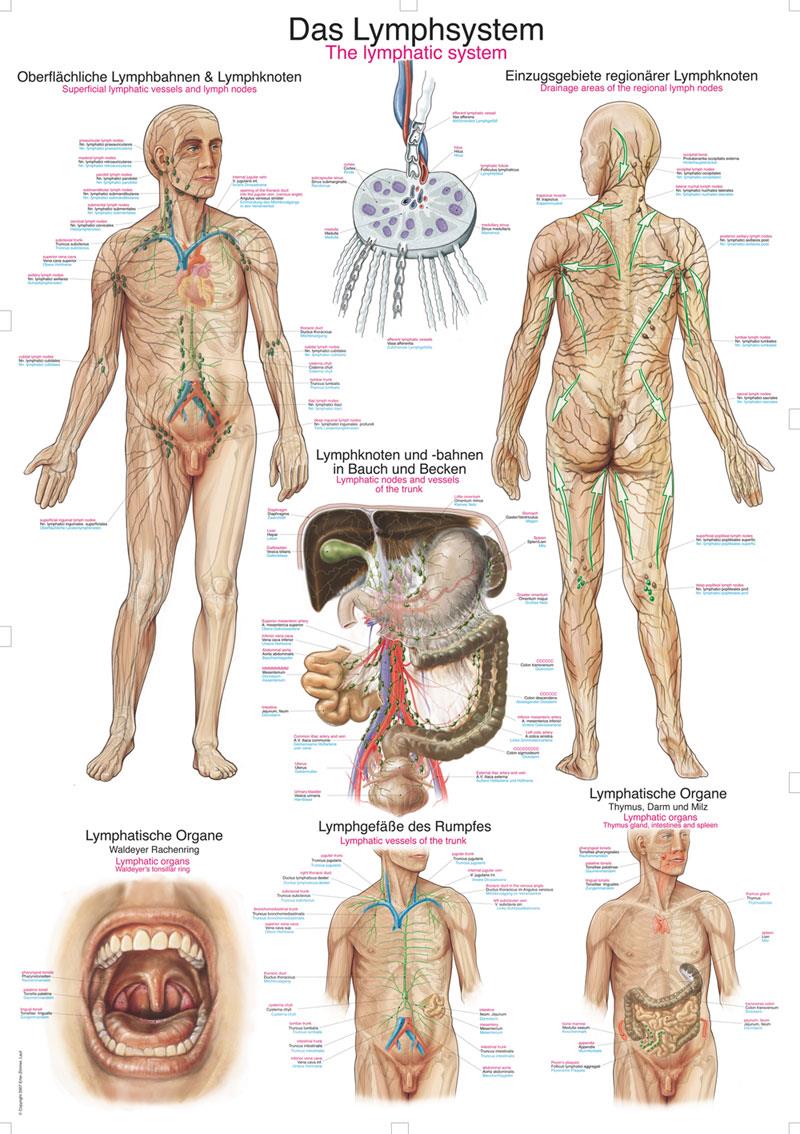 Lehrtafel "Das Lymphsystem", 70x100cm