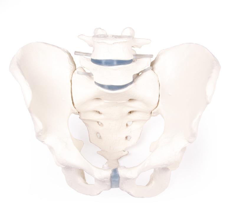 Male pelvis with sacrum and 2 lumbar vertebrae
