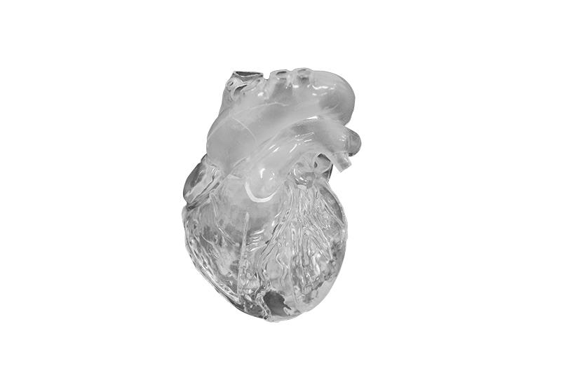Heart model, flexible, didactical version