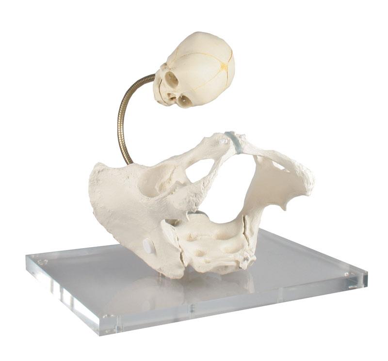 Pelvis for demonstration of birth canal