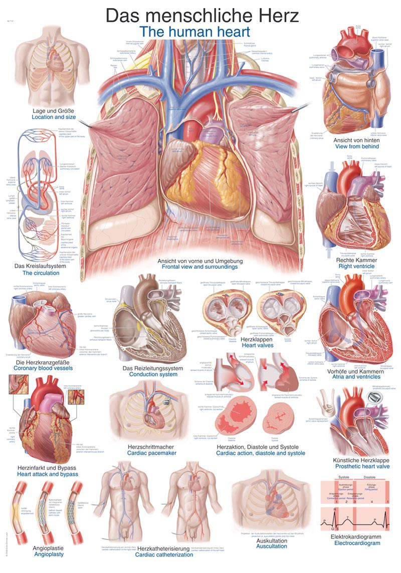 Chart The human heart, 50x70cm