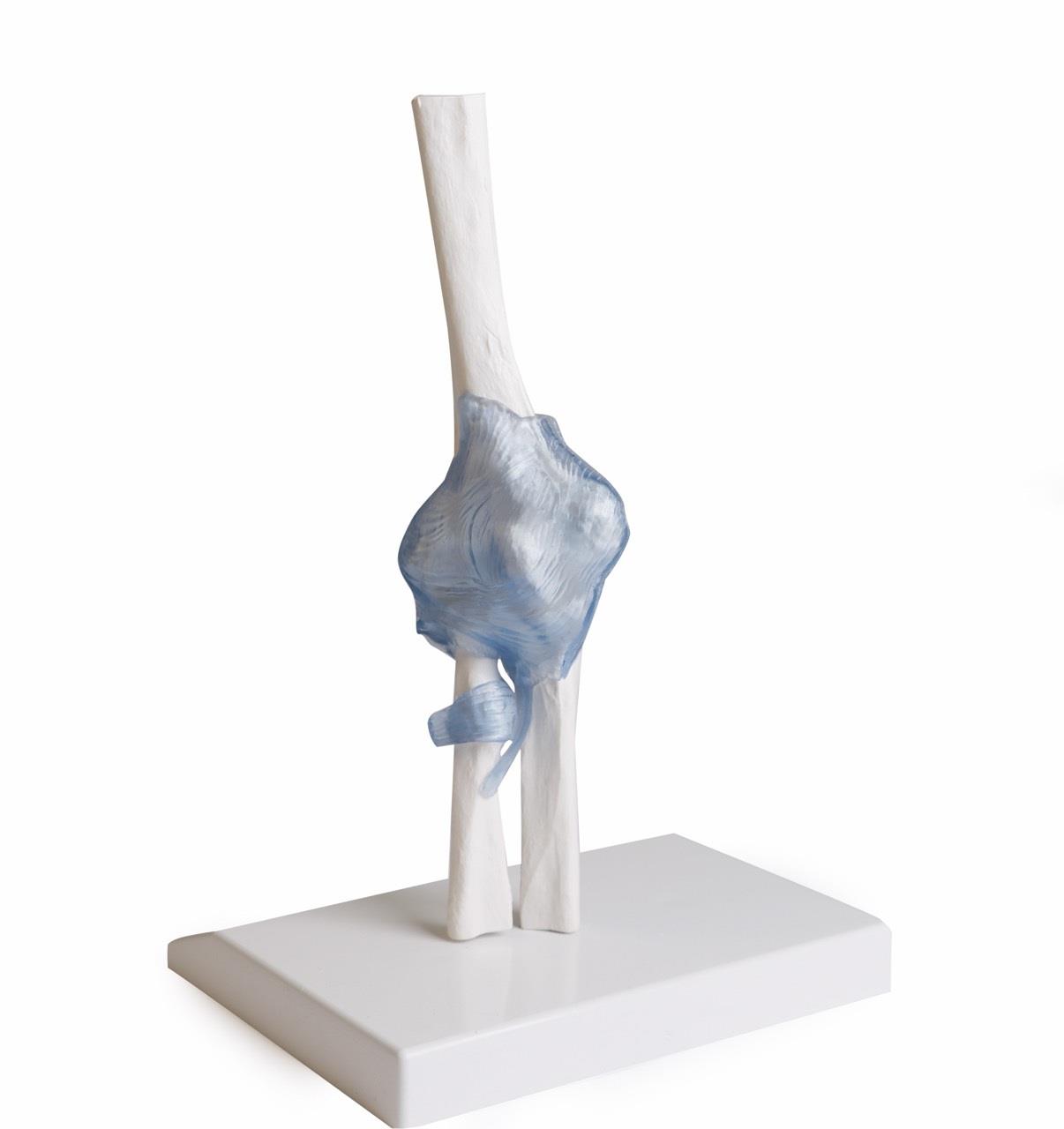 Elbow joint with ligaments with stand