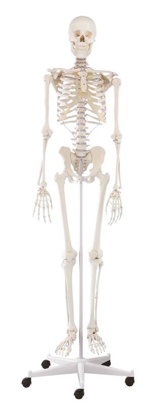 Skeleton “Willi”