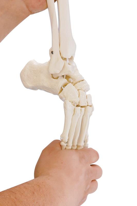 Squelette du pied avec début de tibia et de péroné, souple