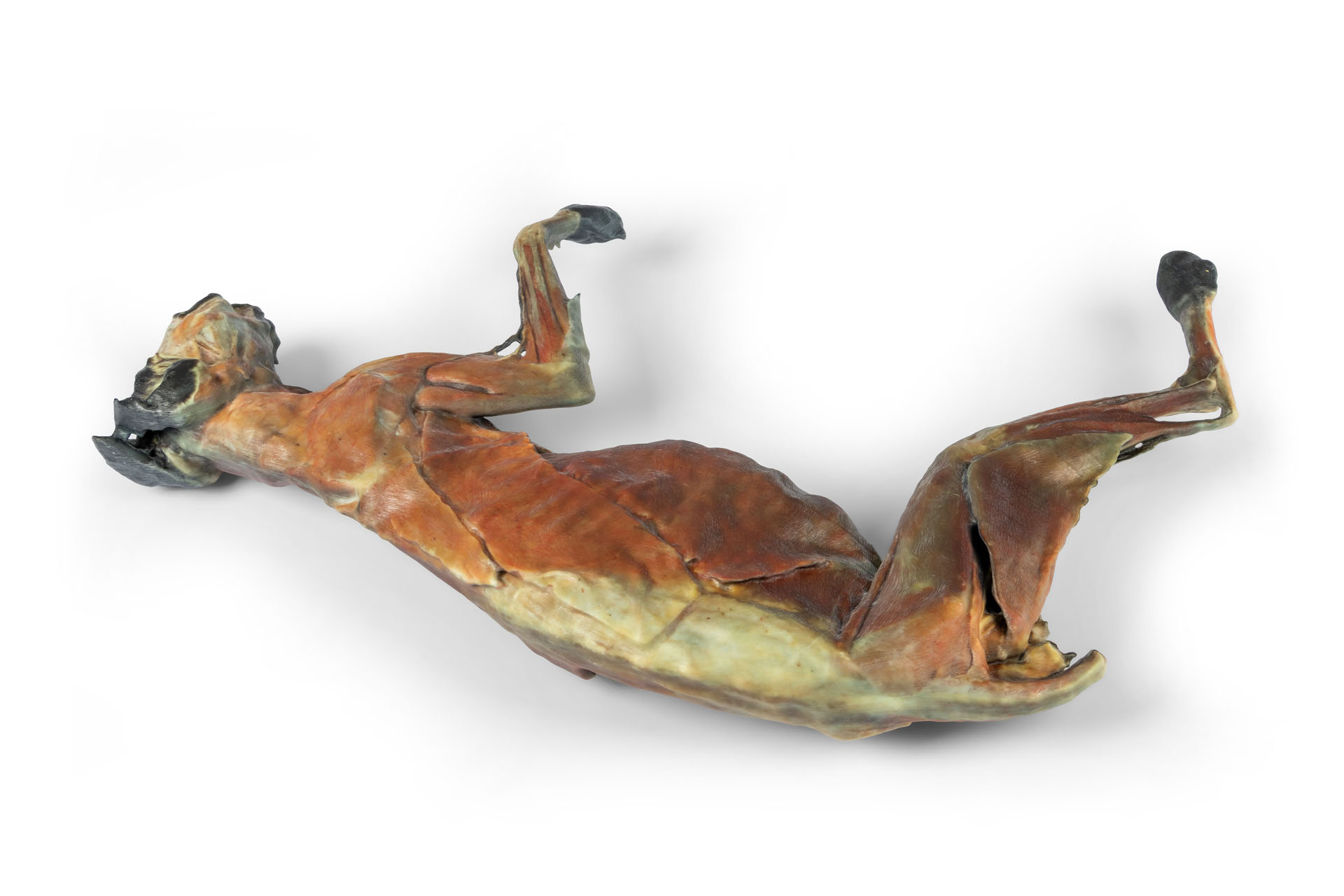 Cat Specimen (whole body)