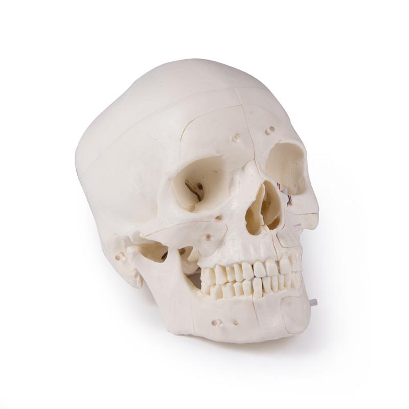 Deluxe demonstration skull; 14-part; for advanced studies