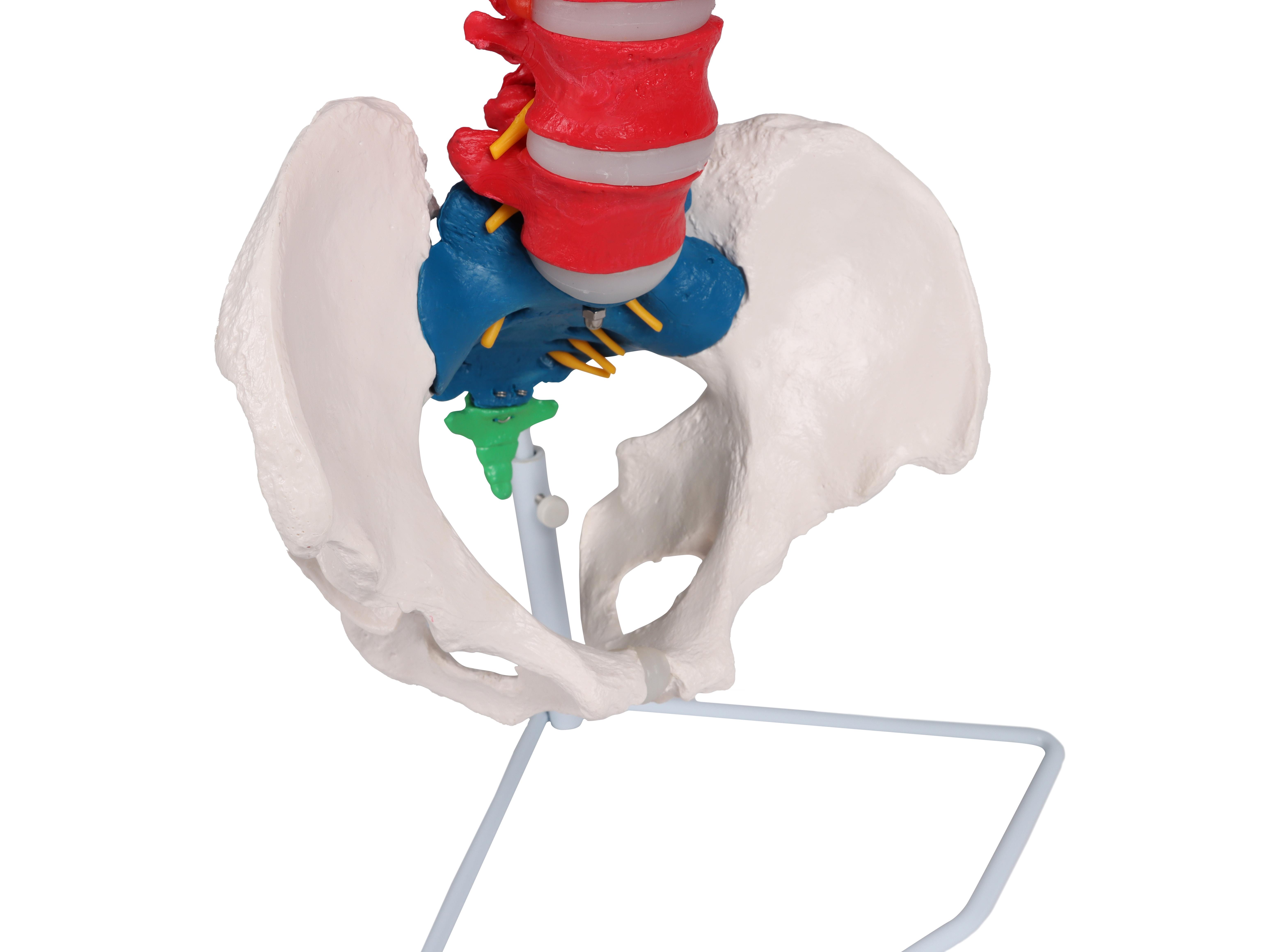 Flexible-vertebral-column-didactic-1