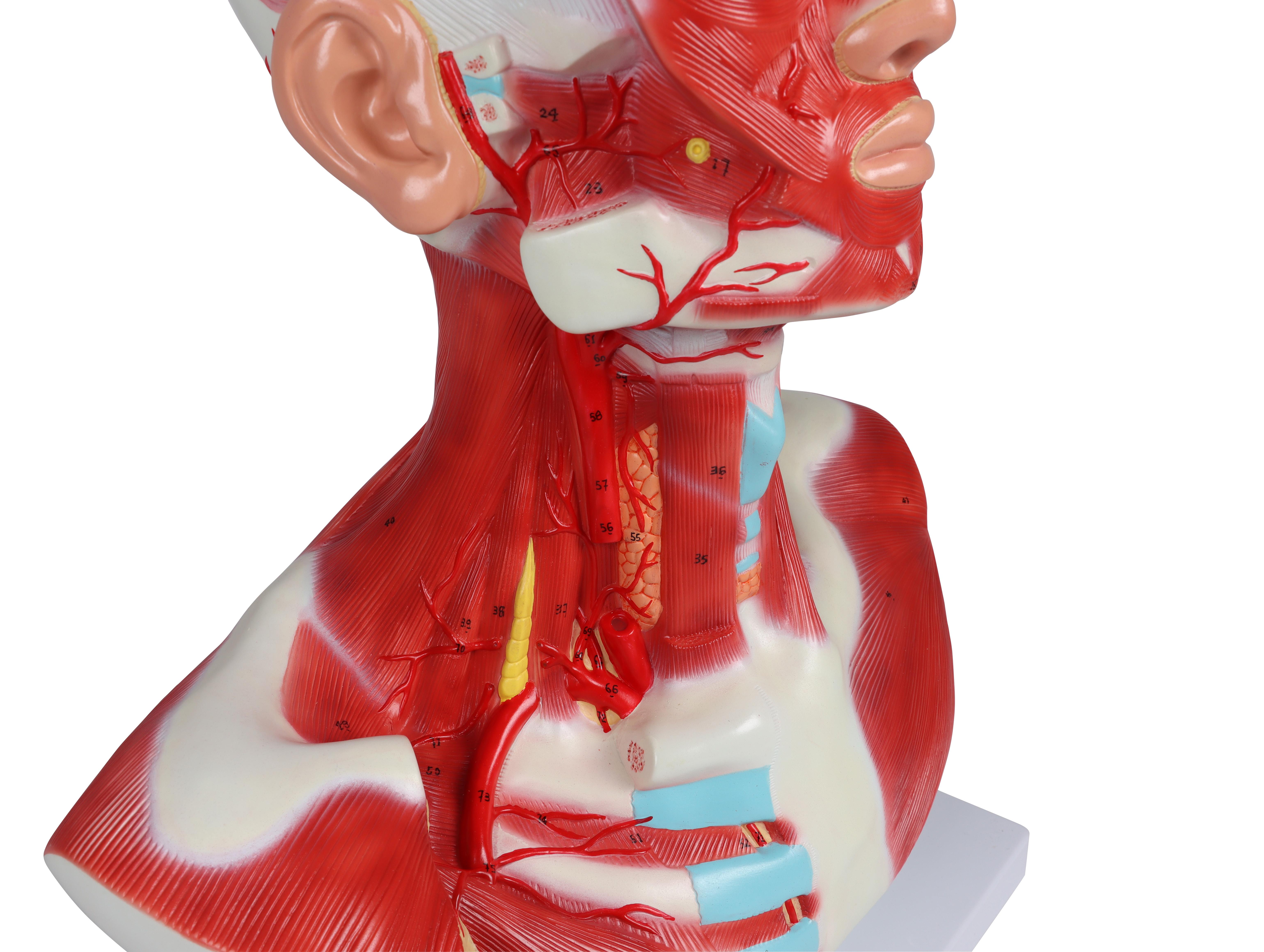 Kopf-Hals-und-Thoraxmuskulatur-1-teilig-4