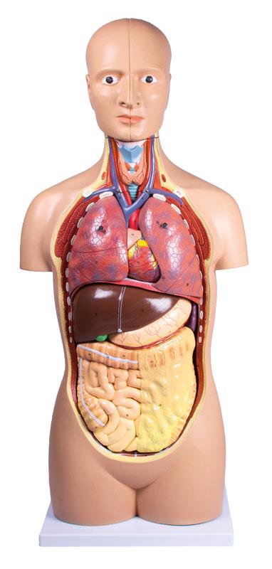 Torso, geschlechtslos, 12 Teile