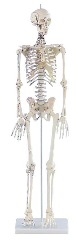 Squelette miniature „Daniel“ avec marquages des muscles