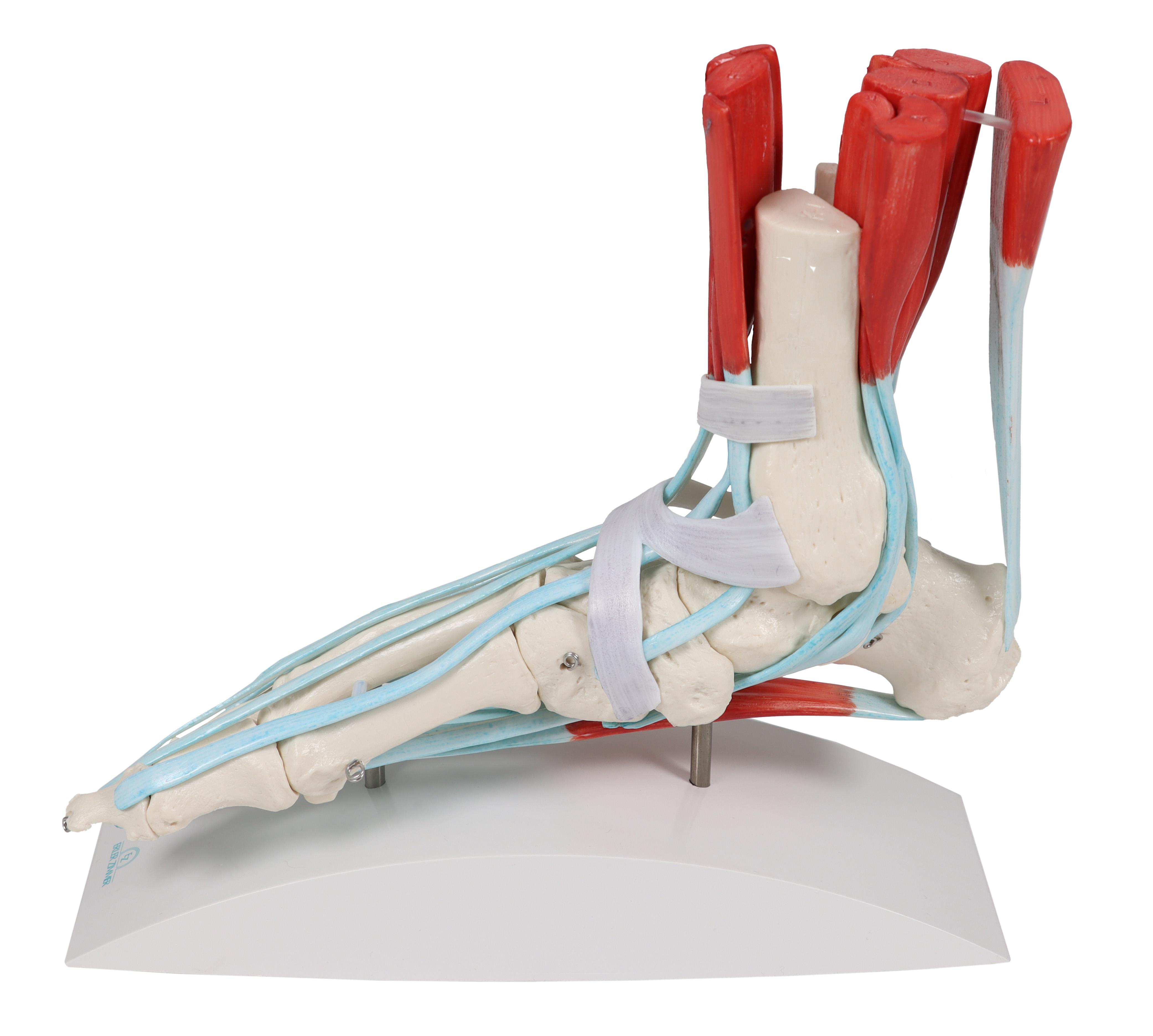 Foot-skeleton-with-ligaments-3