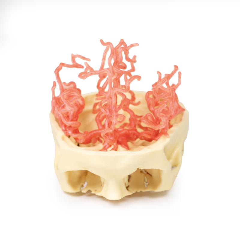 3D Printed Anatomy - Arterial Circulation