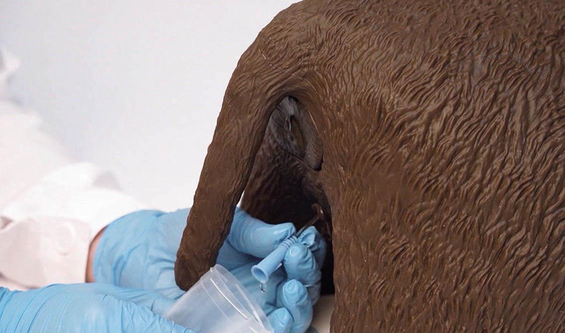 Cathy-Female-Dog-Catheterization-Simulator-action