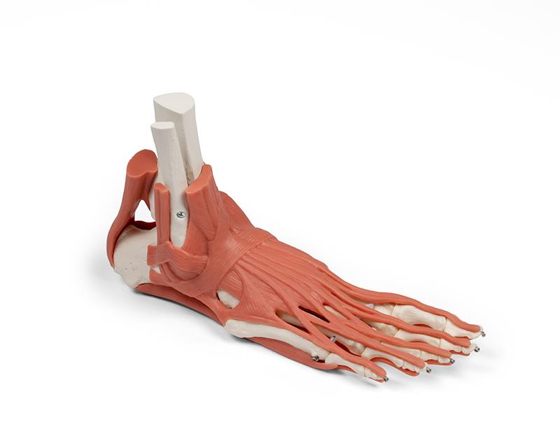 Muscles and tendons of the foot