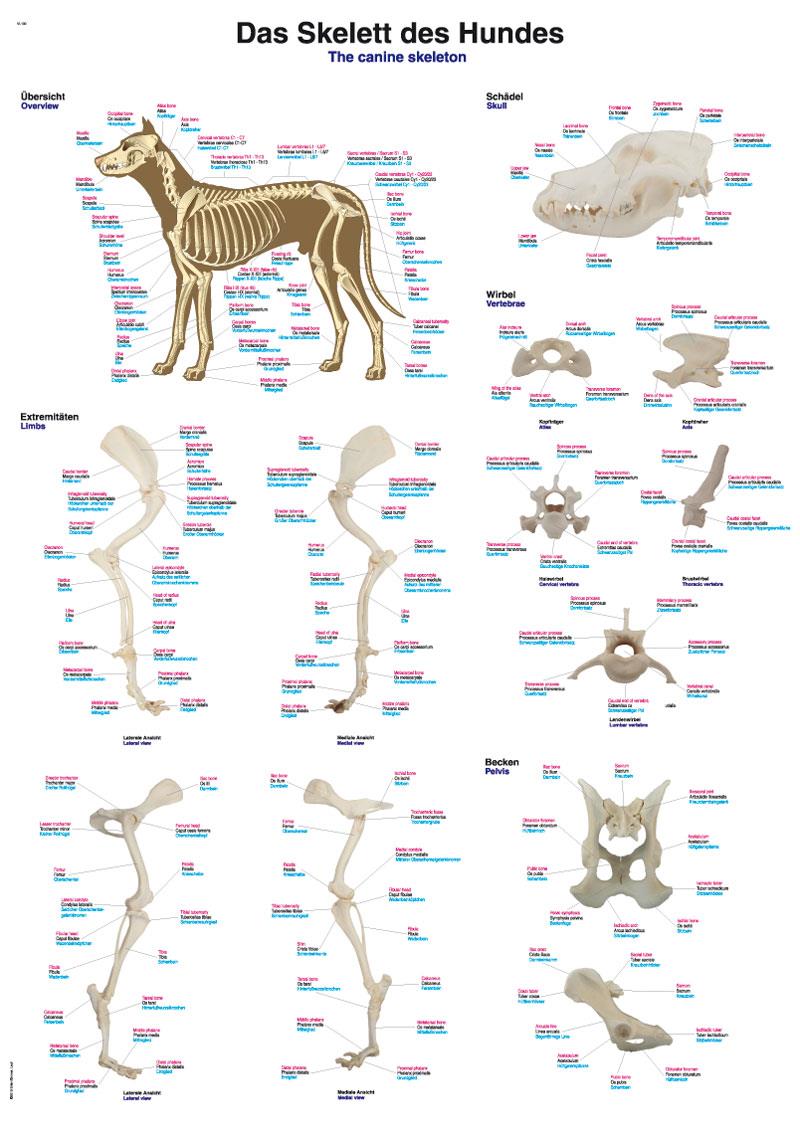 Chart The canine skeleton, 70x100cm