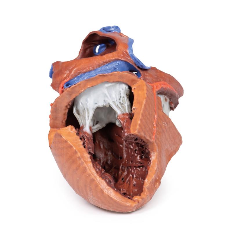 Heart internal structures