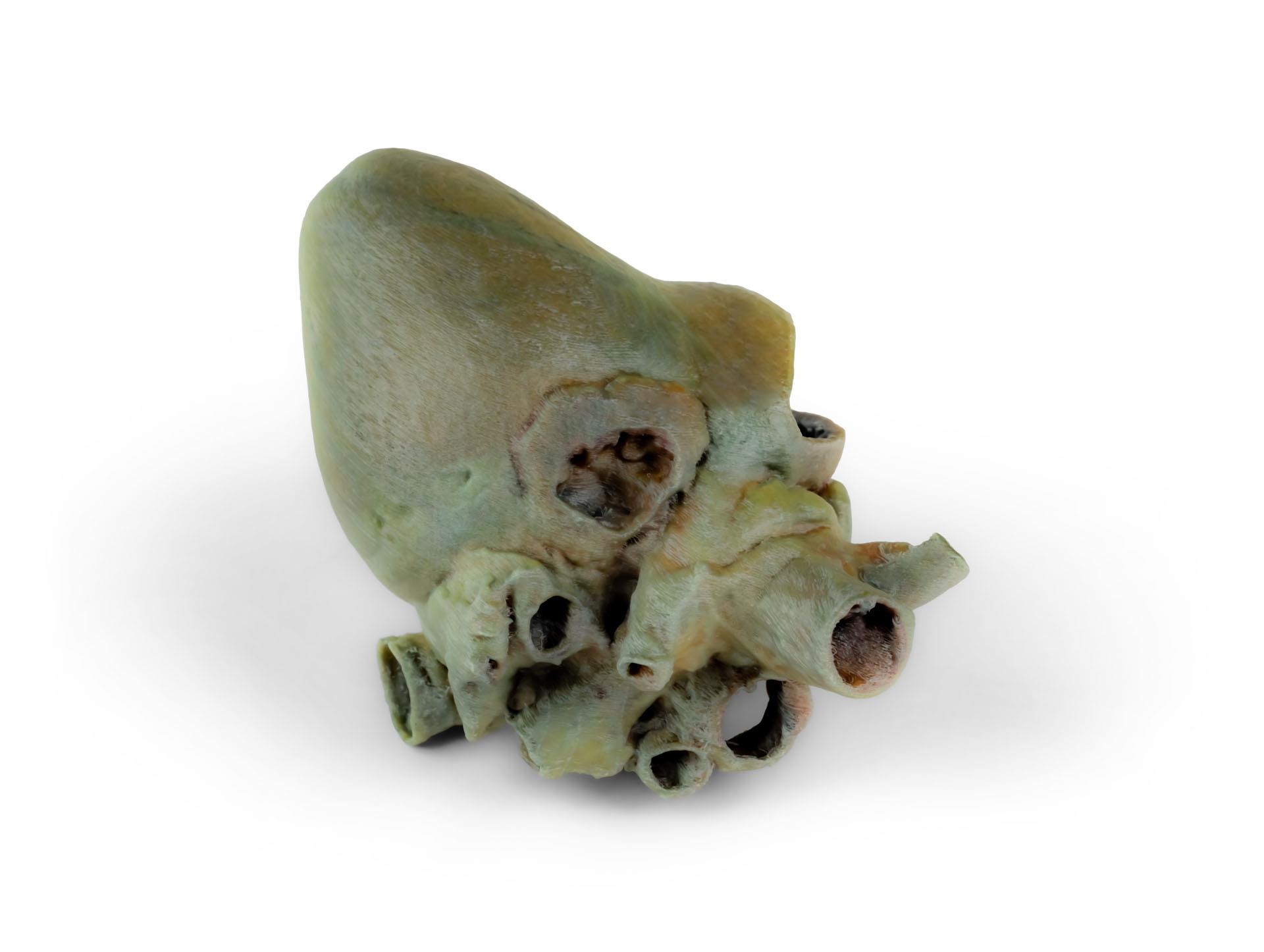 Canine-heart-with-dissection-3