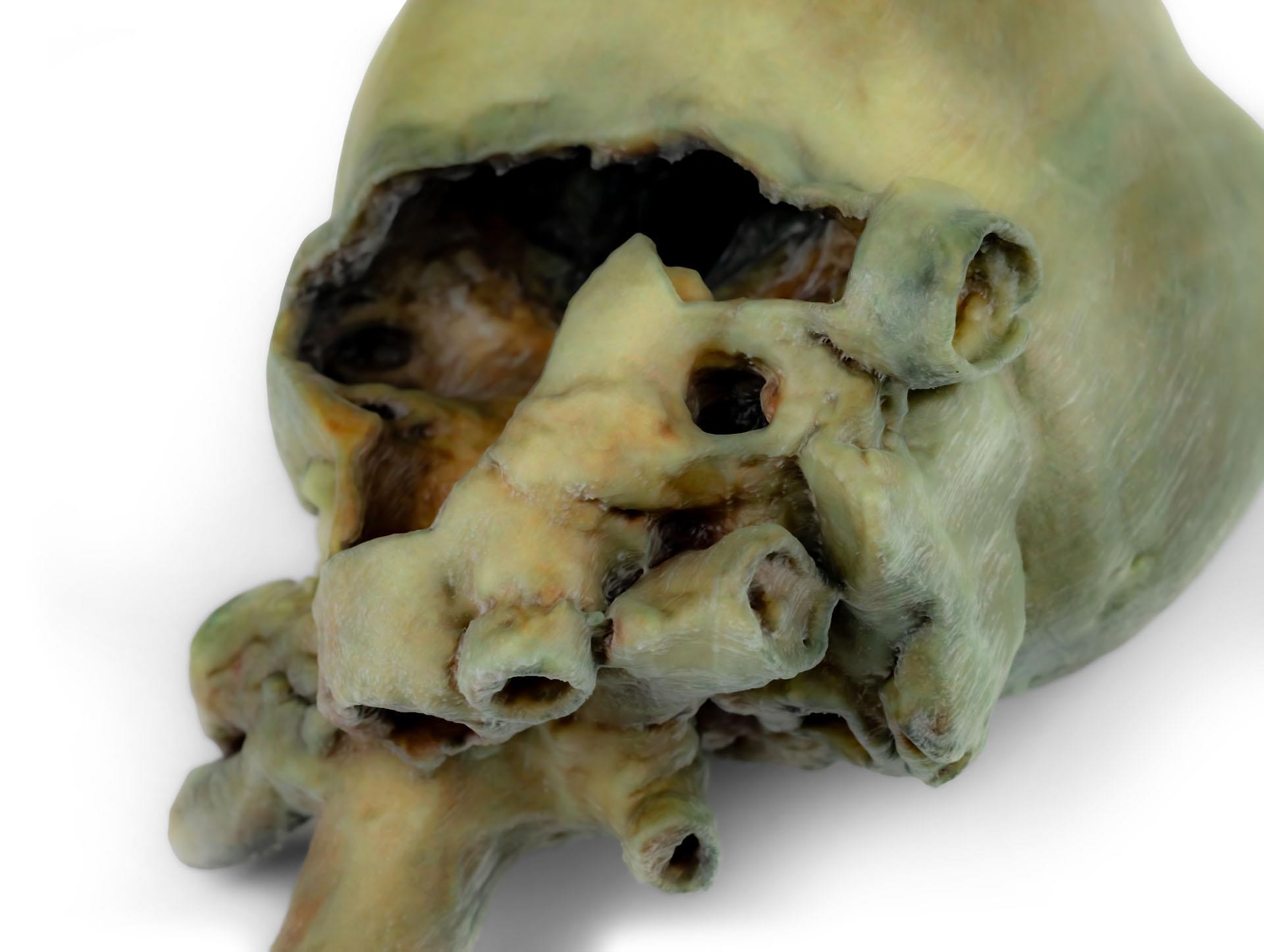 Canine-heart-with-dissection-5