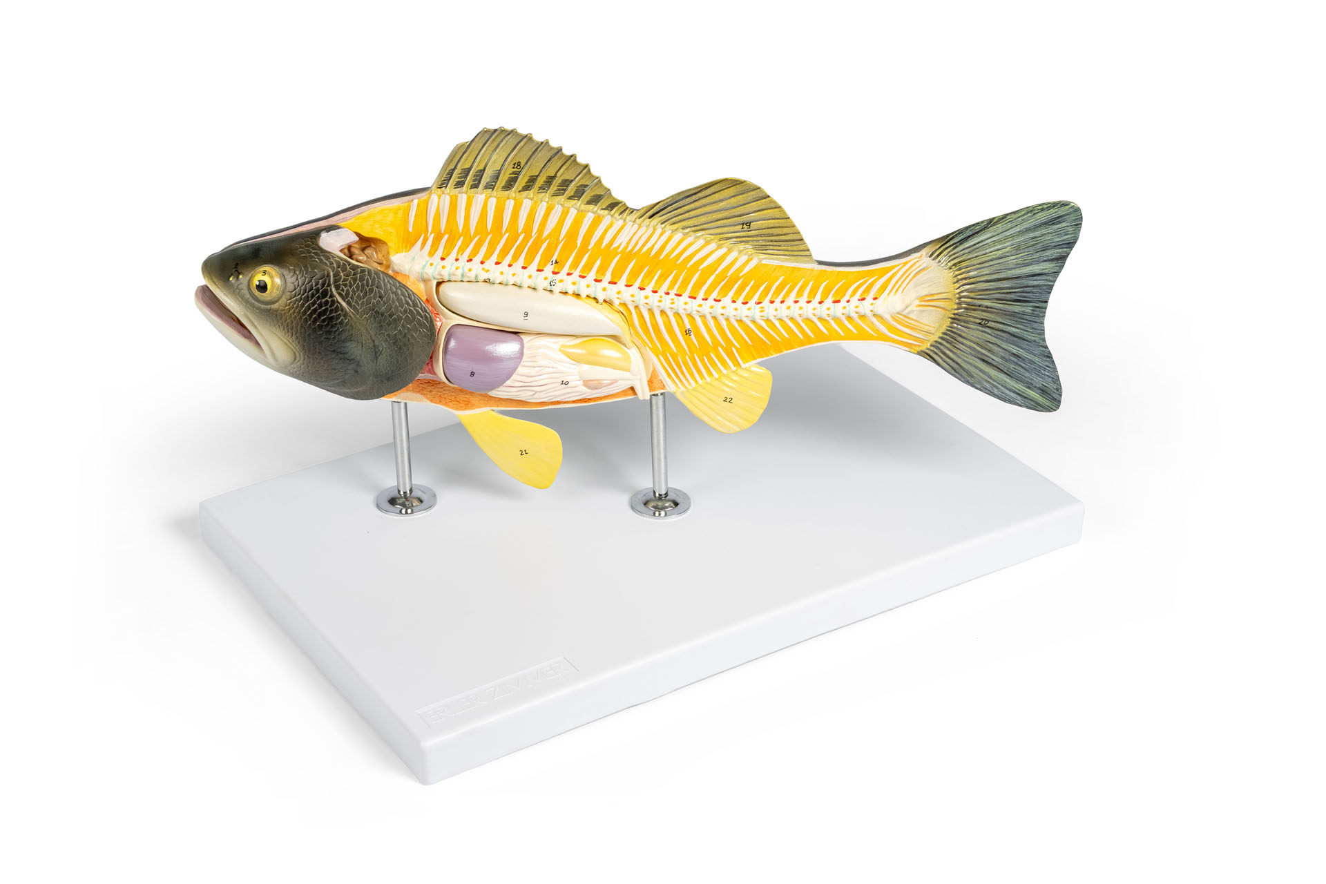 Modell eines Flussbarschs (Perca fluviatilis)