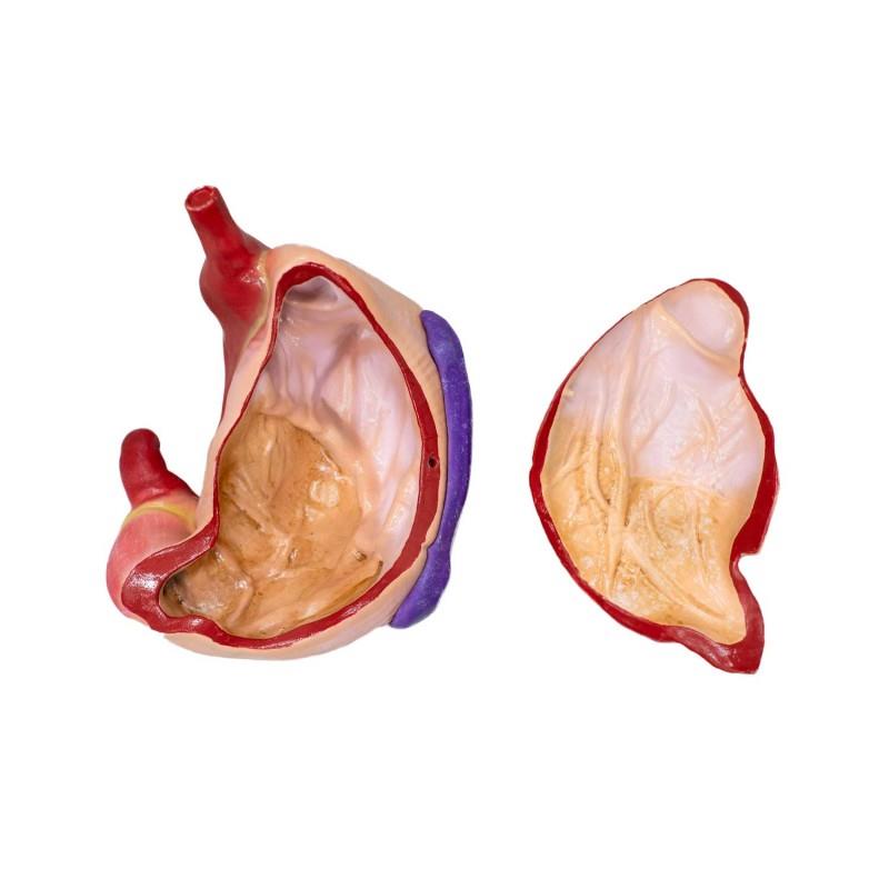 Schweinemagenmodell-2-Teile-1-3-natürliche-Größe-1