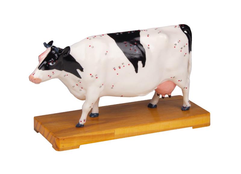 Modèle d´acupuncture, vache