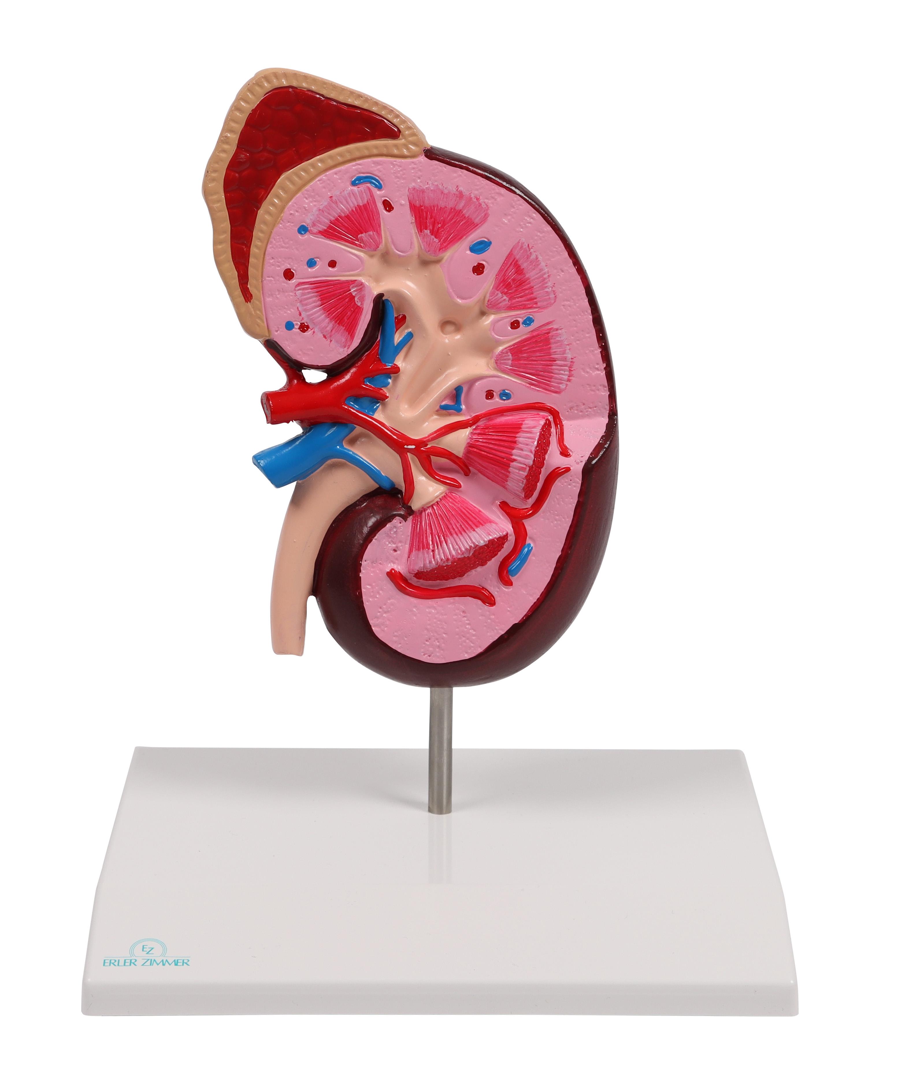 Kidney-model-2-times-life-size-EZ-Augmented-Anatomy