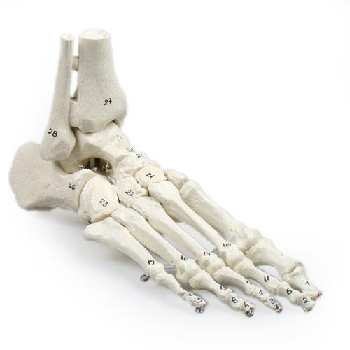 Skeleton of foot with tibia and fibula insertion, flexible and numbered