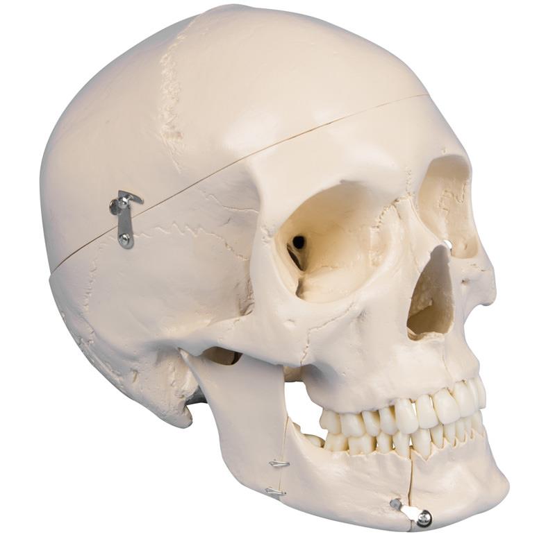 Crâne avec mâchoire entrouverte