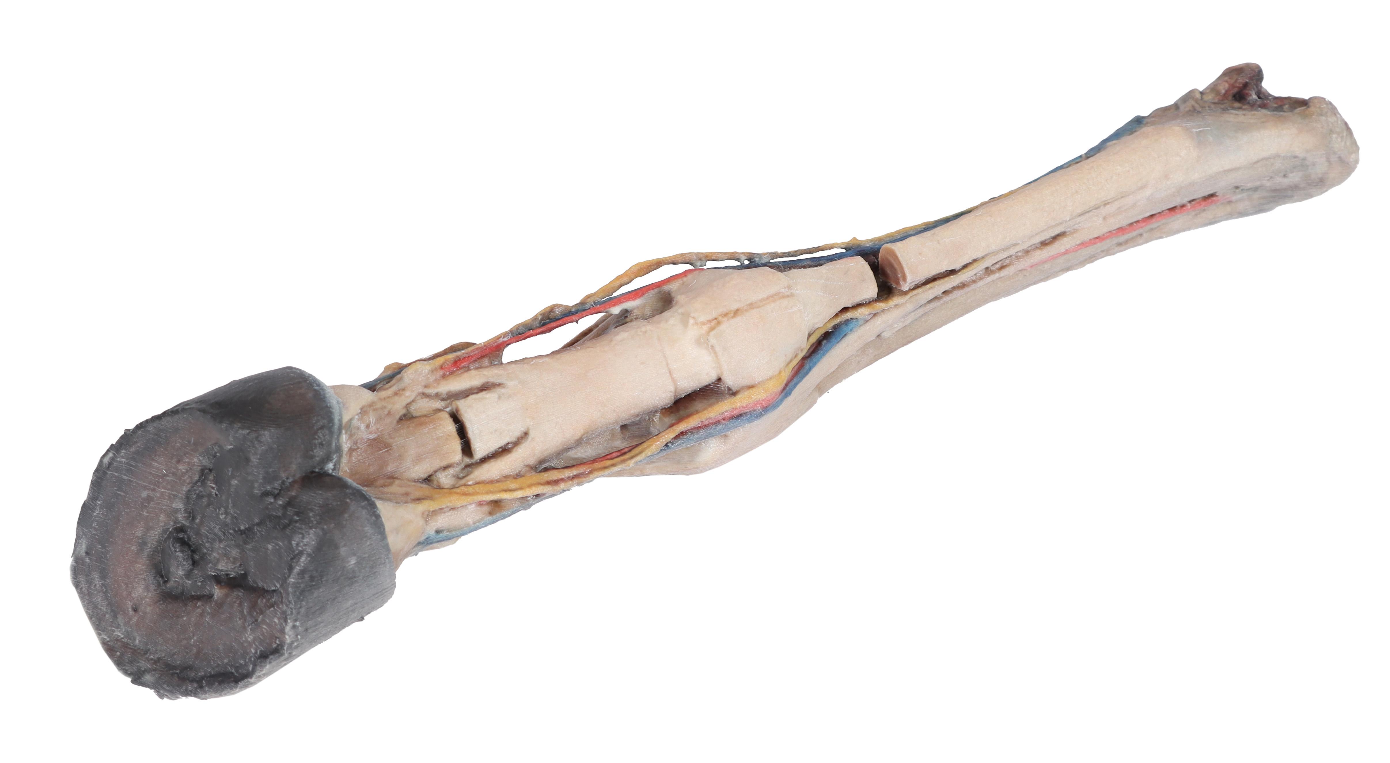 Horse-foot---tendons,-ligaments,-vessels-and-nerves-2