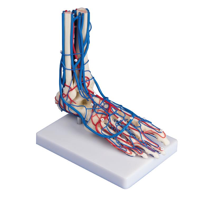 Vascular Foot