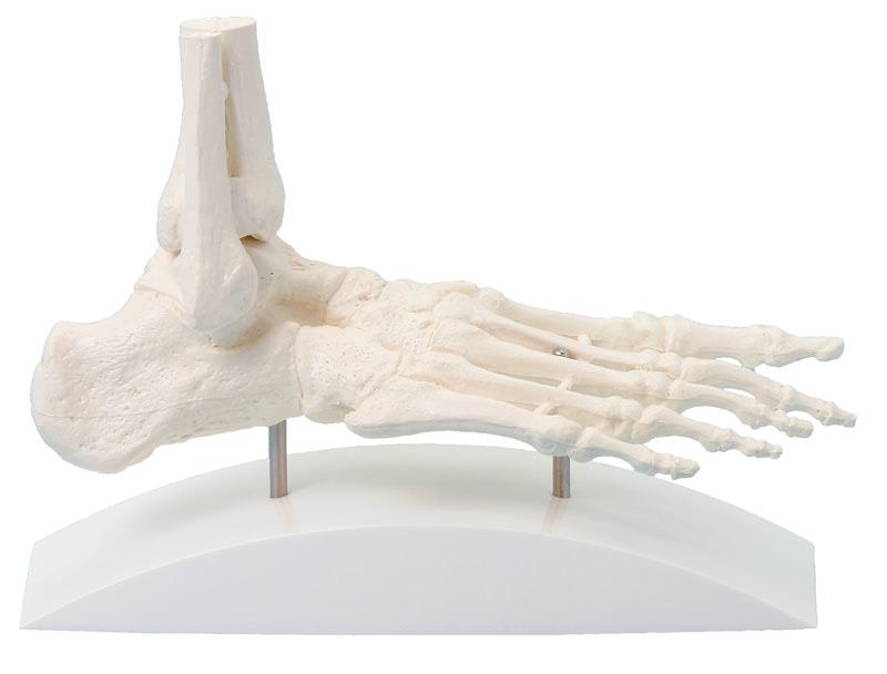 Squelette du pied, modèle de bloc