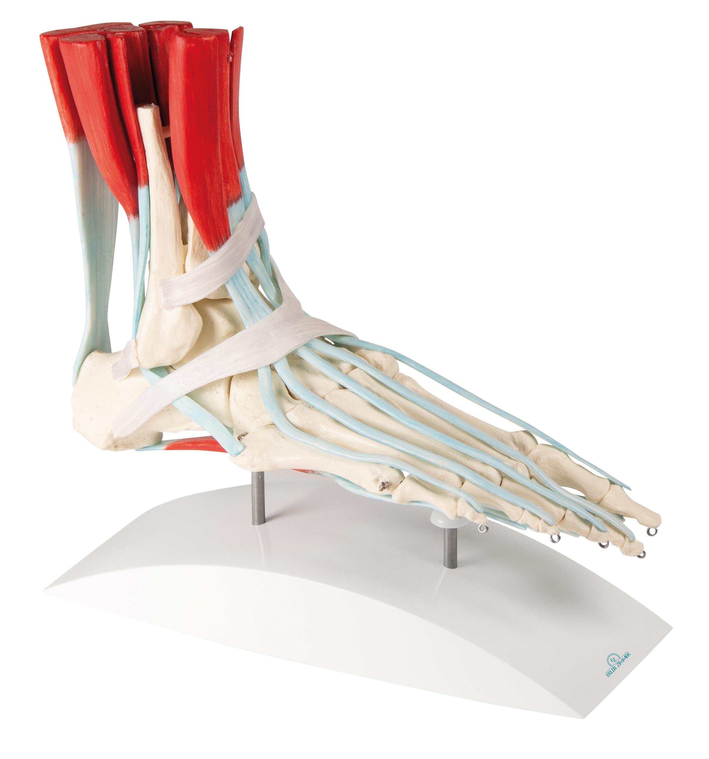 Foot-skeleton-with-ligaments