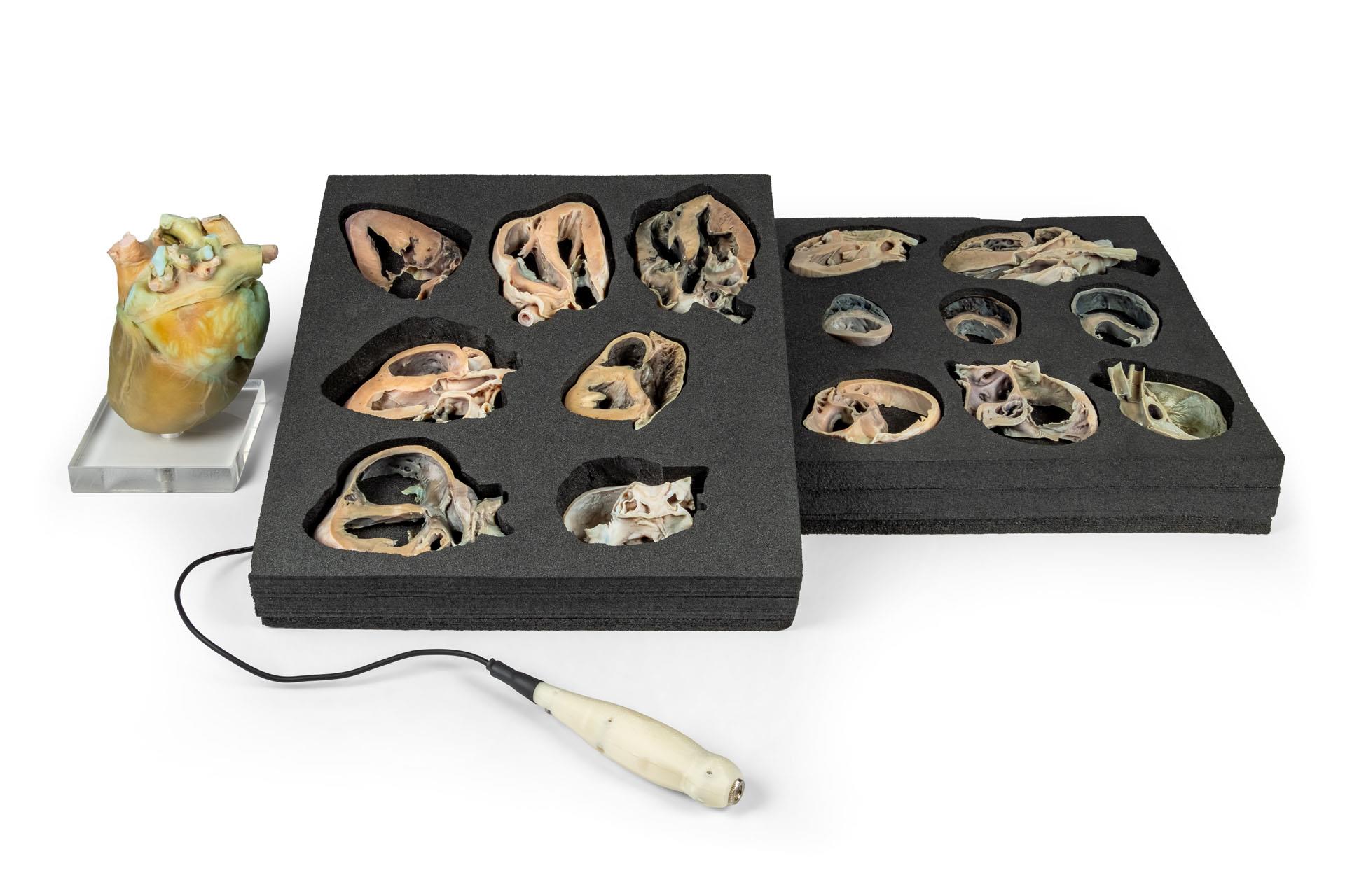 Canine-Echocardiography-Kit