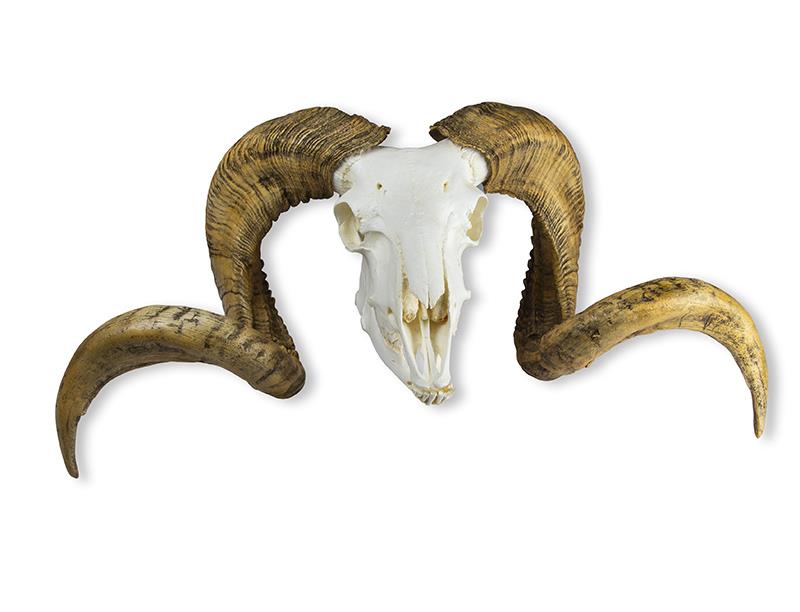 Skull and horn Merino sheep ram (Ovis aries)